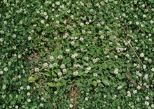 White Dutch Clover Seeds, Non-GMO Perennial Legume Cover Crop for Lawn, Ground Cover, Soil Fertility, Pollinator Friendly