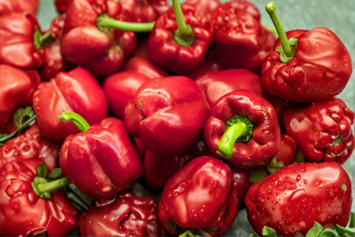 Giant Red Bell Pepper Seeds - Heirloom Organic, High-Yield Vegetable Garden Planting, Capsicum annuum