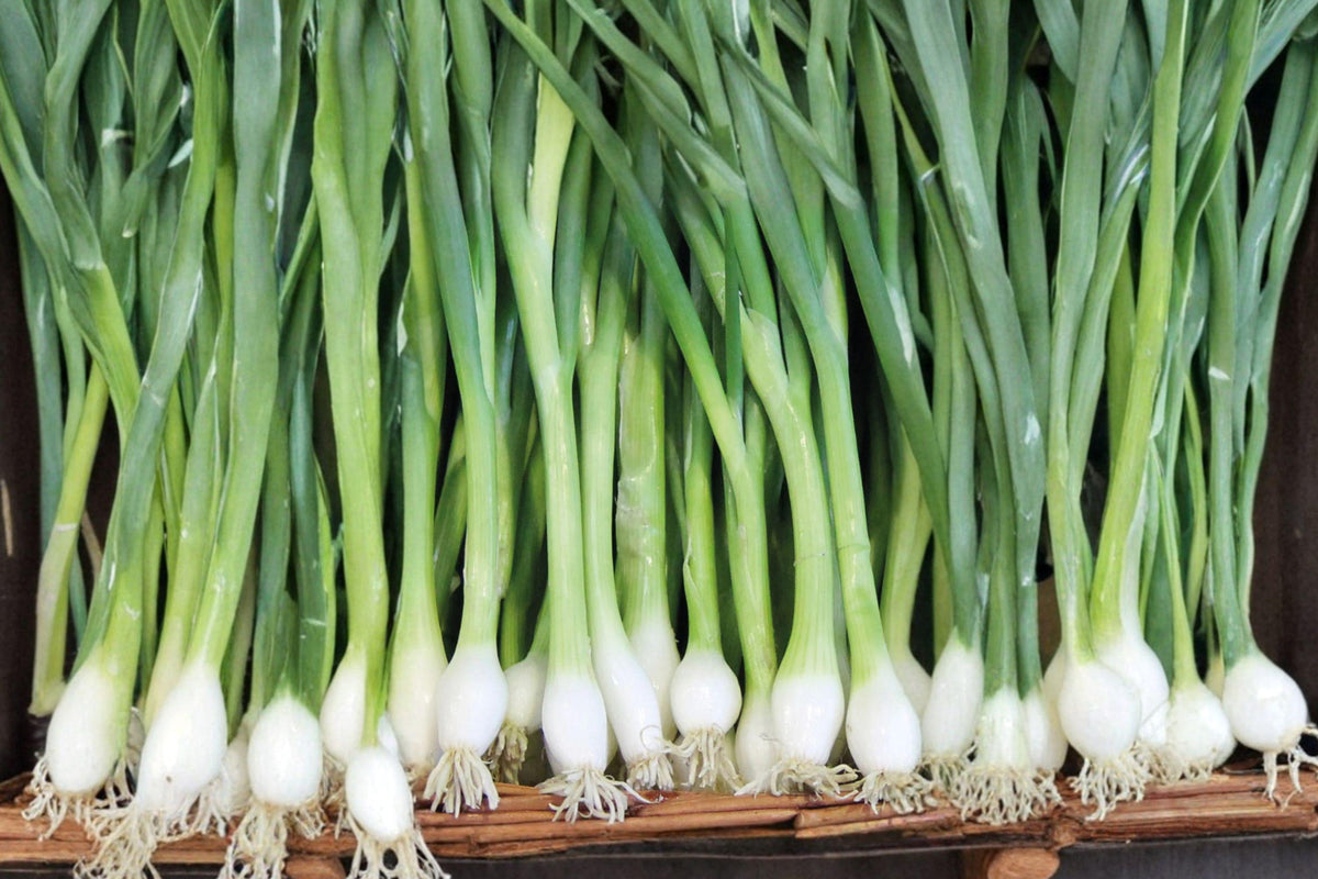 White Lisbon Onion Seeds, Heirloom Bunching Scallions for Fresh Green Onions, Salad Garnishes, Allium fistulosum