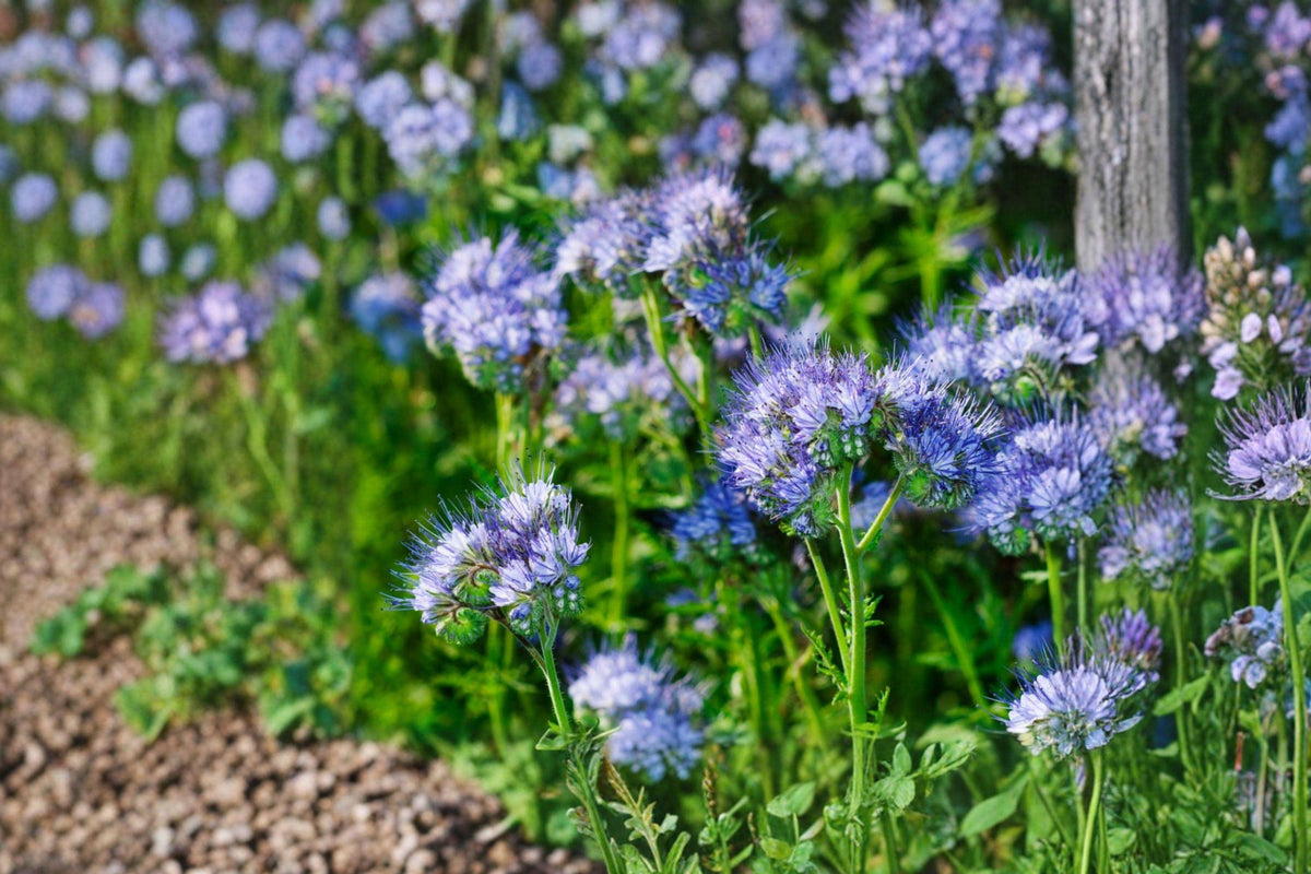 Lacy Phacelia Seeds, Purple Tansy, Pollinator-Friendly Cover Crop, Heirloom Non-GMO, Organic Garden Seeds