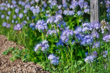 Lacy Phacelia Seeds, Purple Tansy, Pollinator-Friendly Cover Crop, Heirloom Non-GMO, Organic Garden Seeds