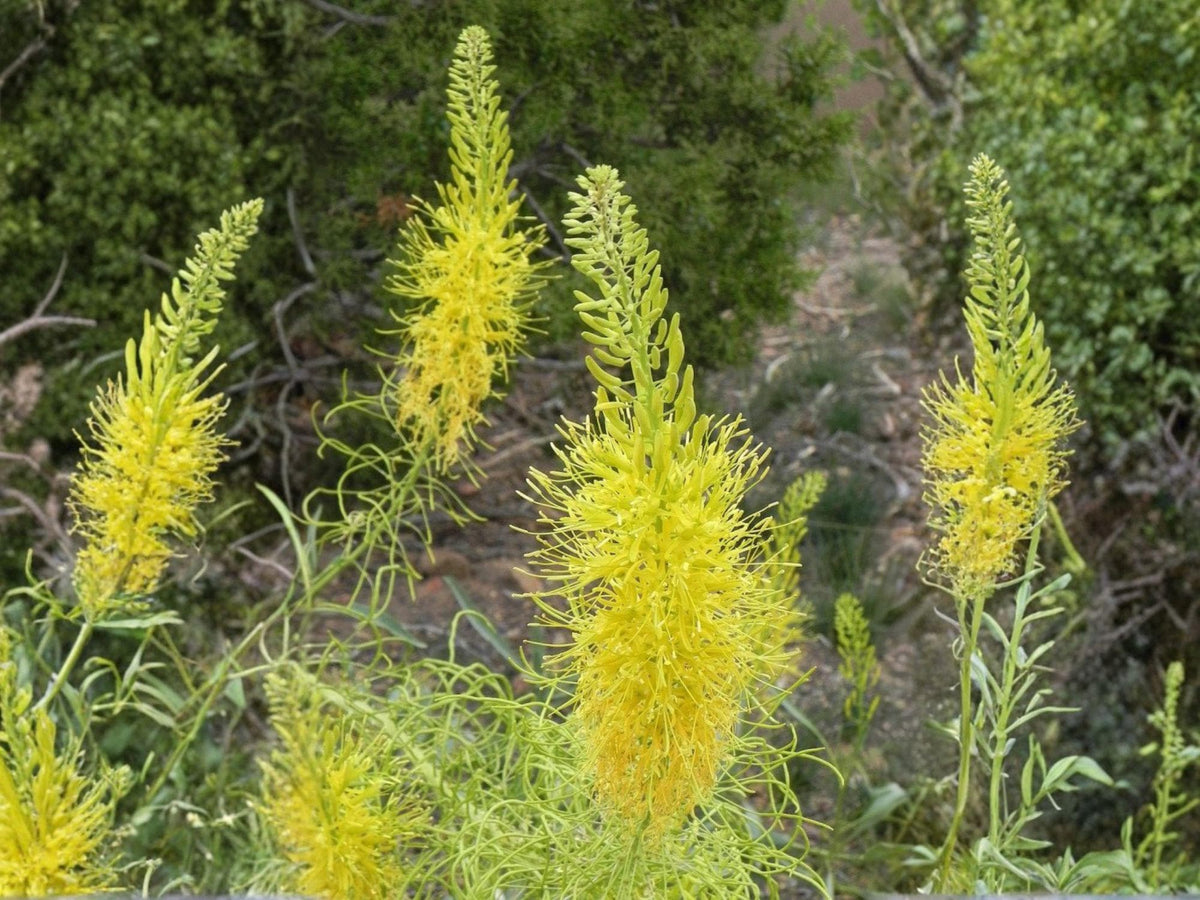 Prince’s Plume Seeds – Stanleya pinnata Heirloom Non-GMO Wildflower for Native Gardens & Drought Tolerance