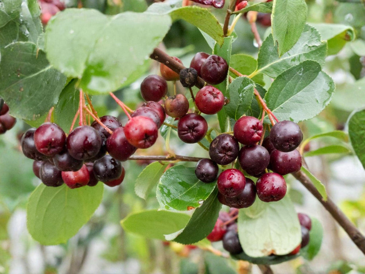 Black Chokeberry Plants – 18-24 Inch Aronia melanocarpa Shrubs for Edible Gardens & Wildlife Habitat