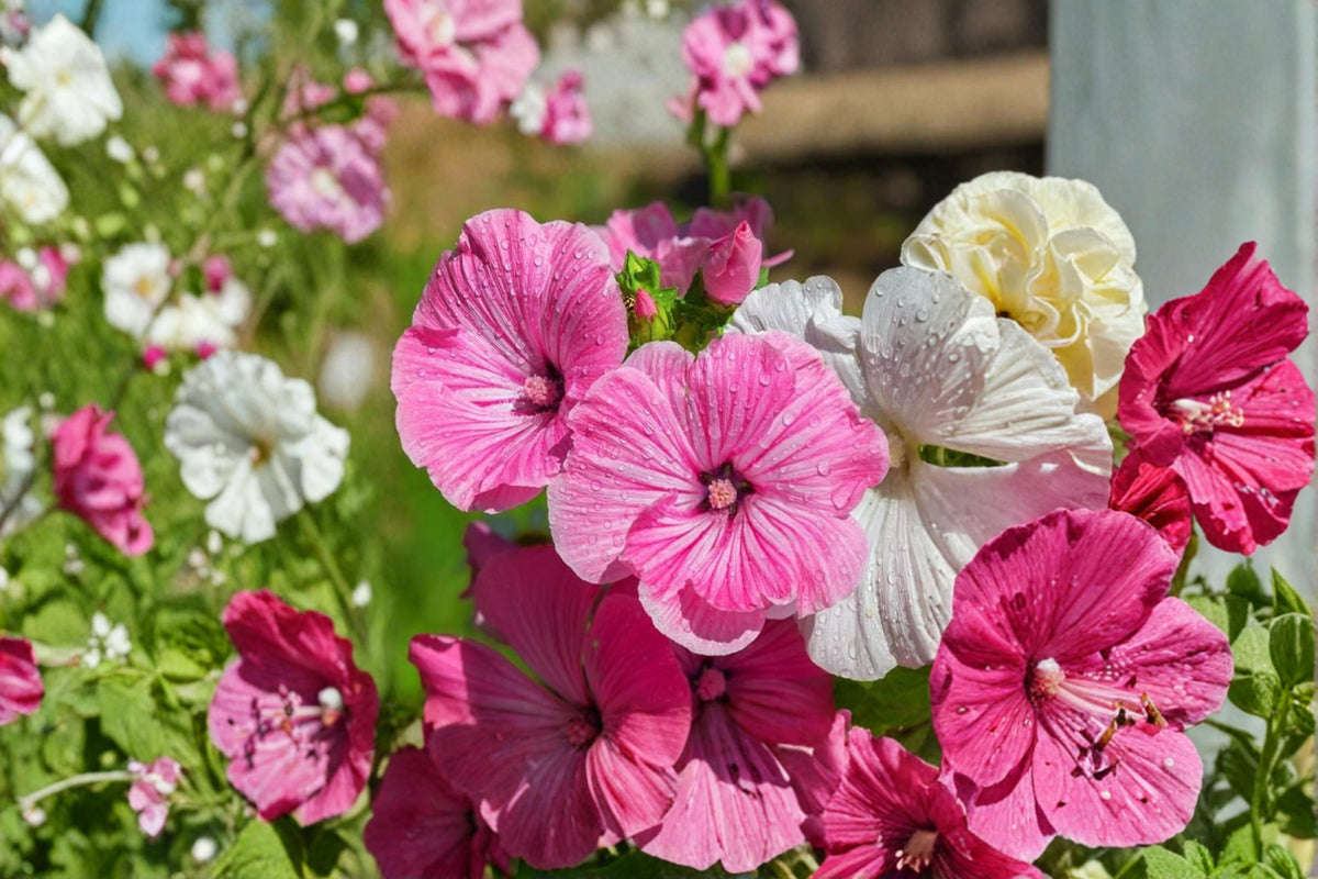 Dwarf Rose Mallow Seeds – Lavatera trimestris – Compact Annual Flower with Pink, White & Rose Blooms for Garden Borders