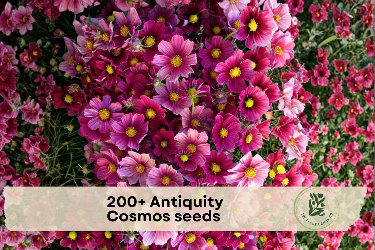 Antiquity Cosmos Seeds, Vintage Pink Annual Flower, Cosmos bipinnatus, Easy-to-Grow Garden Bed & Container Plants