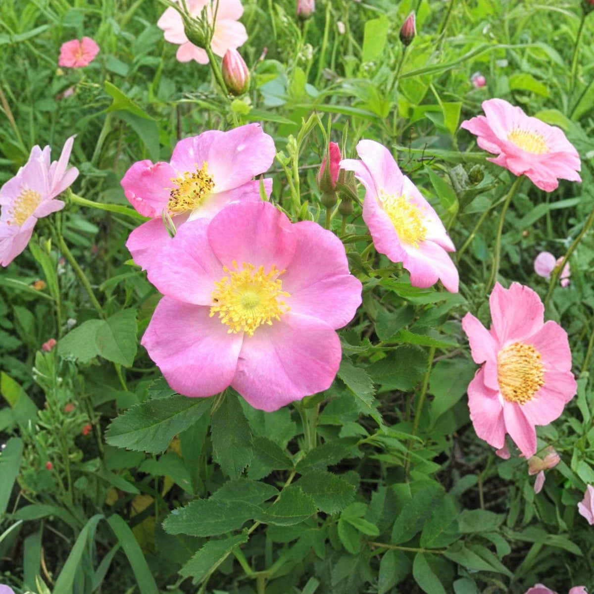 Pasture Rose Seeds Rosa carolina Native Wild Shrub Pink Flowers 10 Seeds for Native Gardens & Prairie Landscaping
