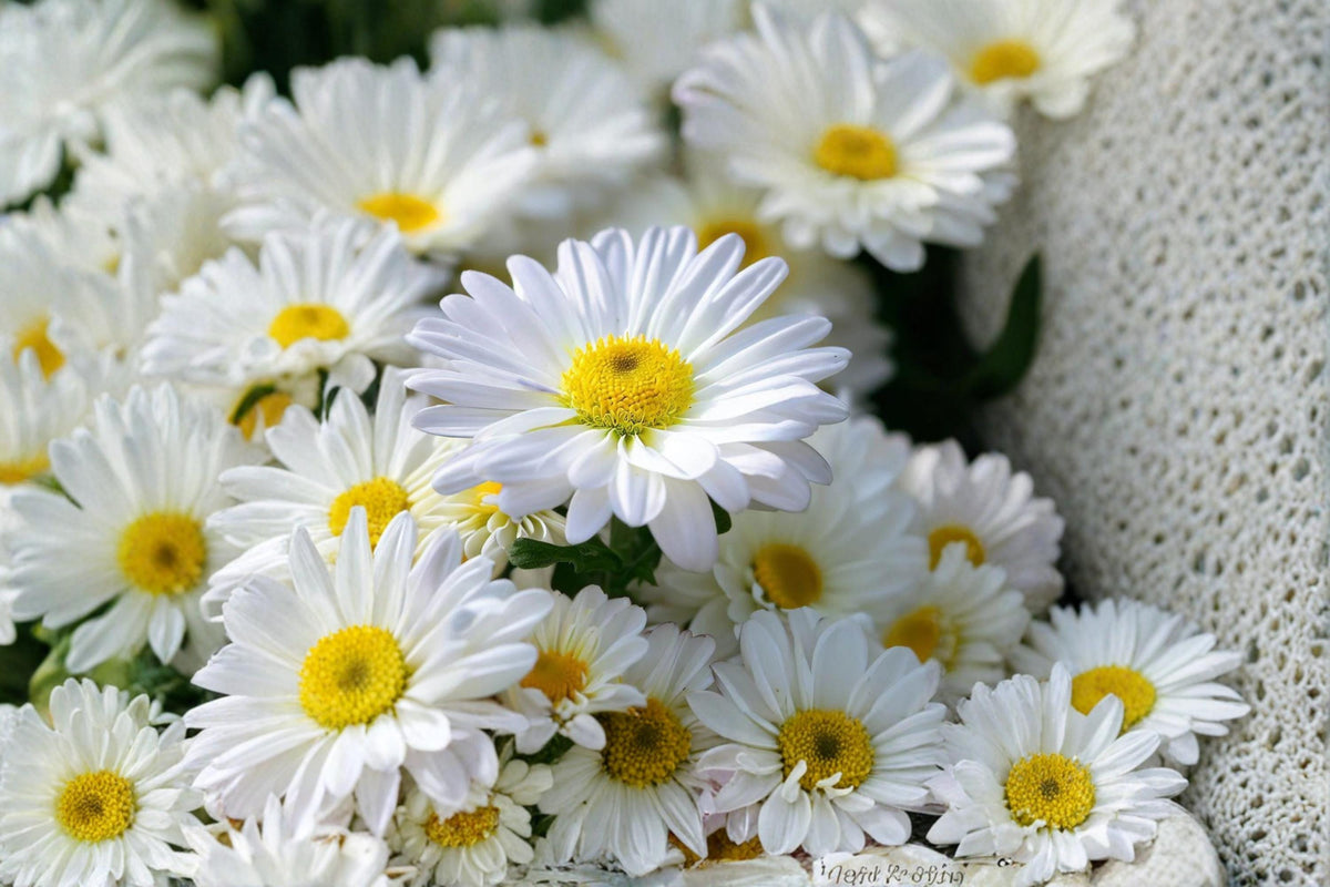 Shasta Daisy Seeds – Perennial White Flower with Yellow Center – Chrysanthemum maximum Garden Plant