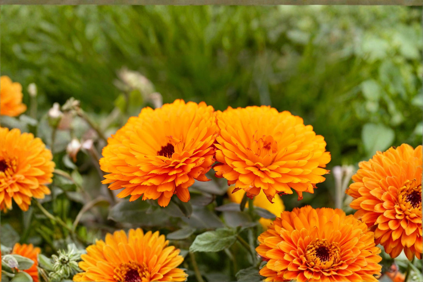 Pacific Beauty Orange Calendula Seeds – Calendula officinalis, Bright Orange Daisy-Like Flowers, Annual Flower Seed for Garden Borders