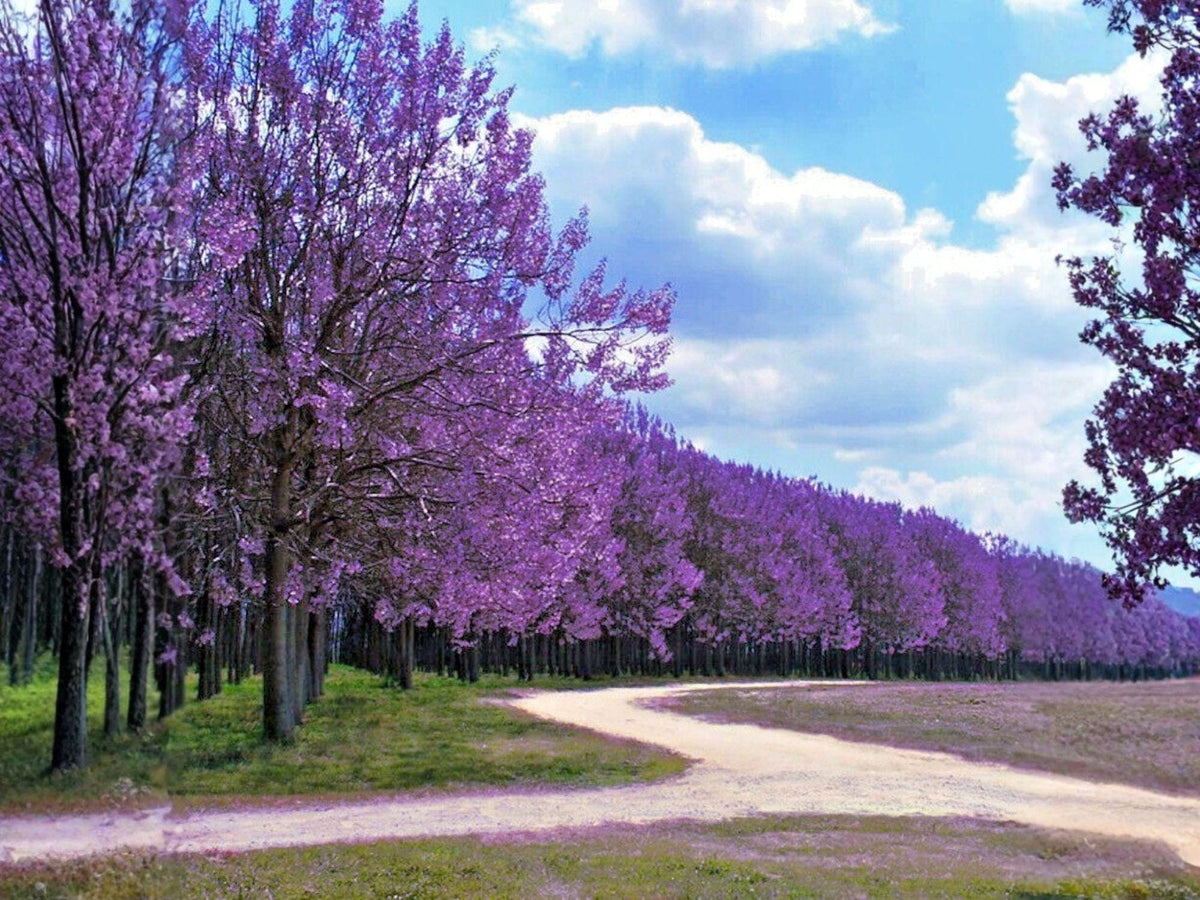 Paulownia tomentosa Seeds - Heirloom Empress Tree, Ornamental Fast-Growing Tree, Princess Tree, Non-GMO Garden Seeds