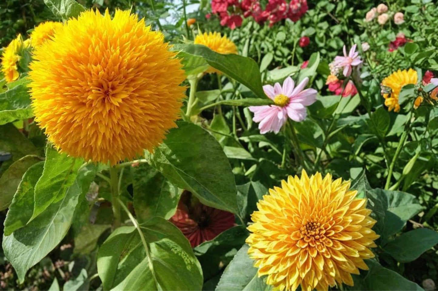 Teddy Bear Sunflower Seeds – Helianthus annuus – Double Yellow Pom-Pom Blooms, Compact Annual Flower for Garden Borders
