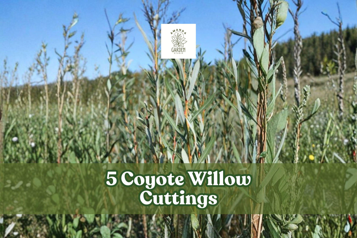 Coyote Willow Cuttings – Sandbar Willow Shrub – Salix exigua – Fast-Growing Native Deciduous Plant for Garden Borders