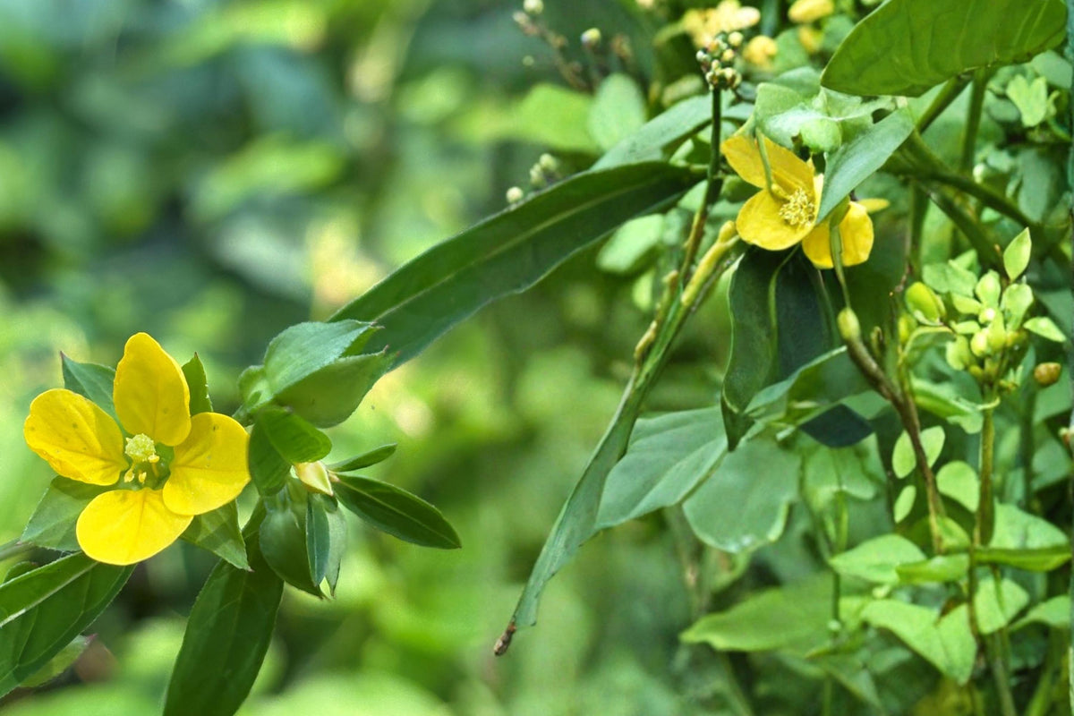 Seedbox Wildflower Seeds – Ludwigia alternifolia – Perennial Marsh Plant with Yellow Flowers & Cube-Shaped Seed Capsules