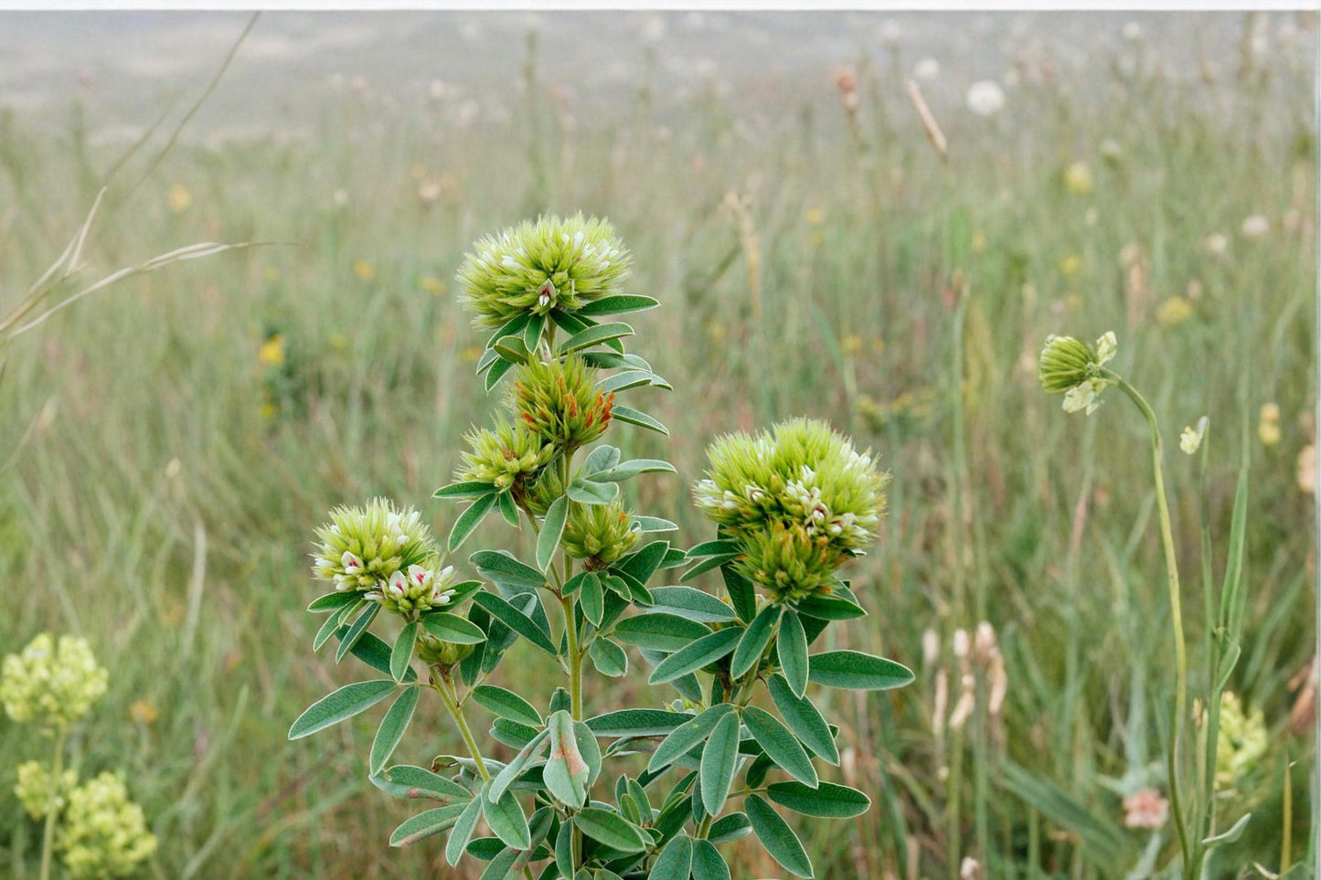 Roundhead Bush Clover Seeds – Lespedeza capitata Perennial Wildflower with Cream to Pale Yellow Clusters