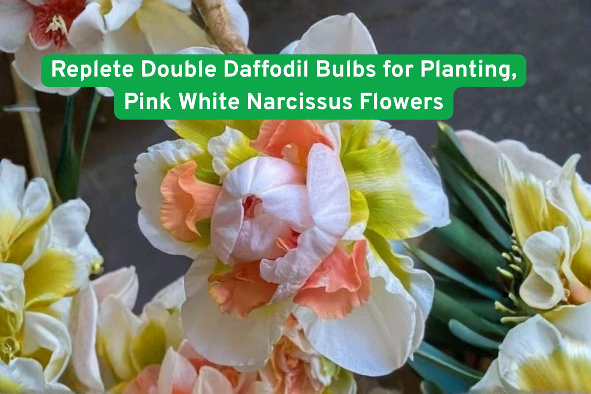 Replete Double Daffodil Bulbs Pink White Narcissus Flowers for Garden Beds, Borders & Containers