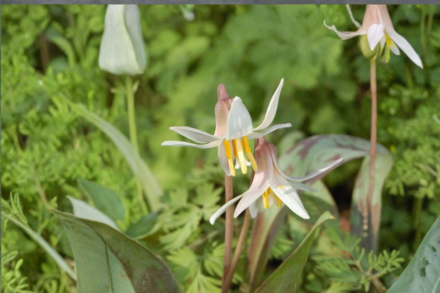 White Trout Lily Seeds – Erythronium albidum, Perennial Woodland Flower, White Nodding Blooms, Shade Plant Seed