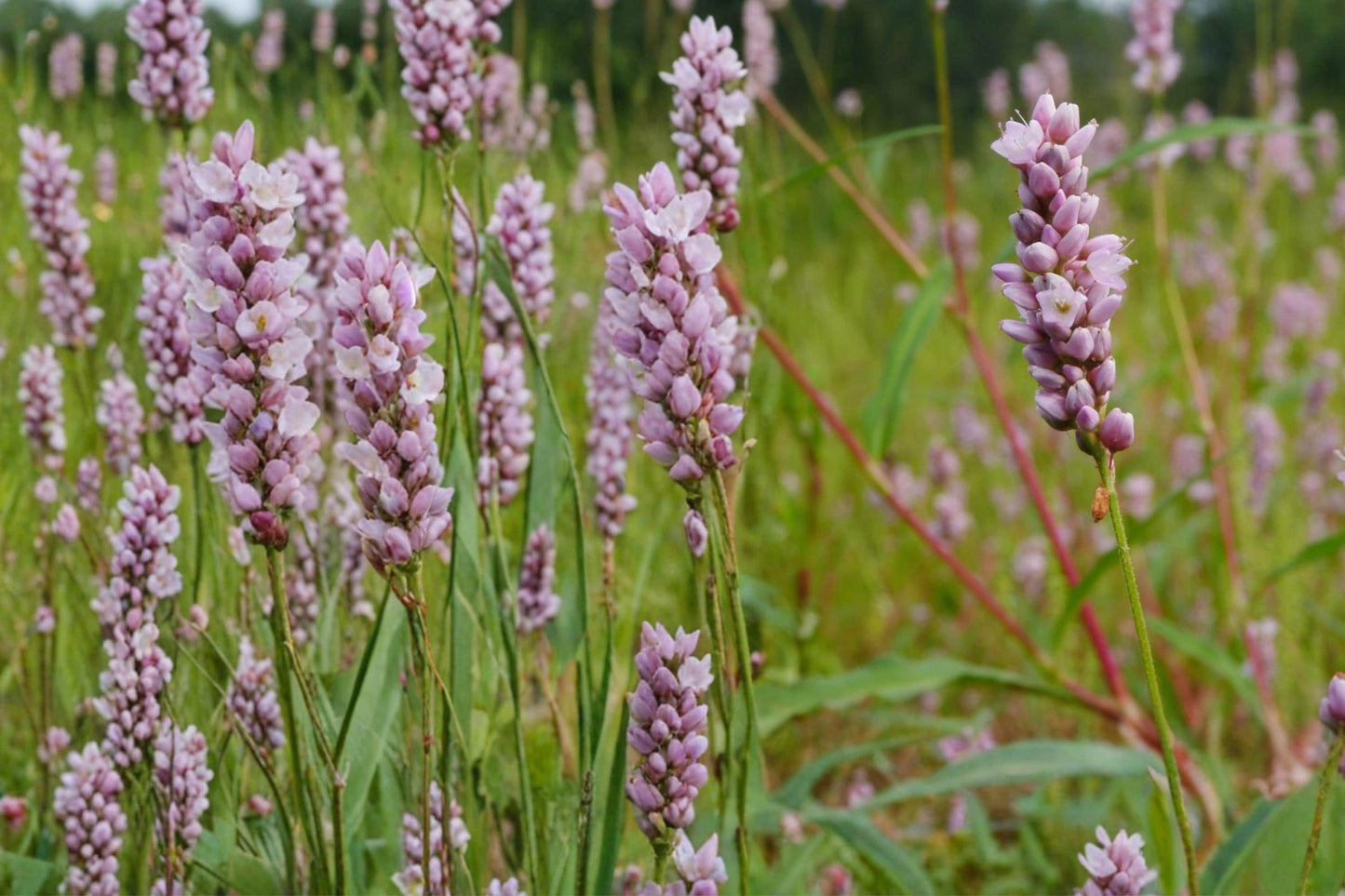 Pinkweed Seeds – Persicaria pensylvanica Wildflower, Pink Clusters, Annual, Moist Soil, Pollinator Plant, Natural Landscape Seed