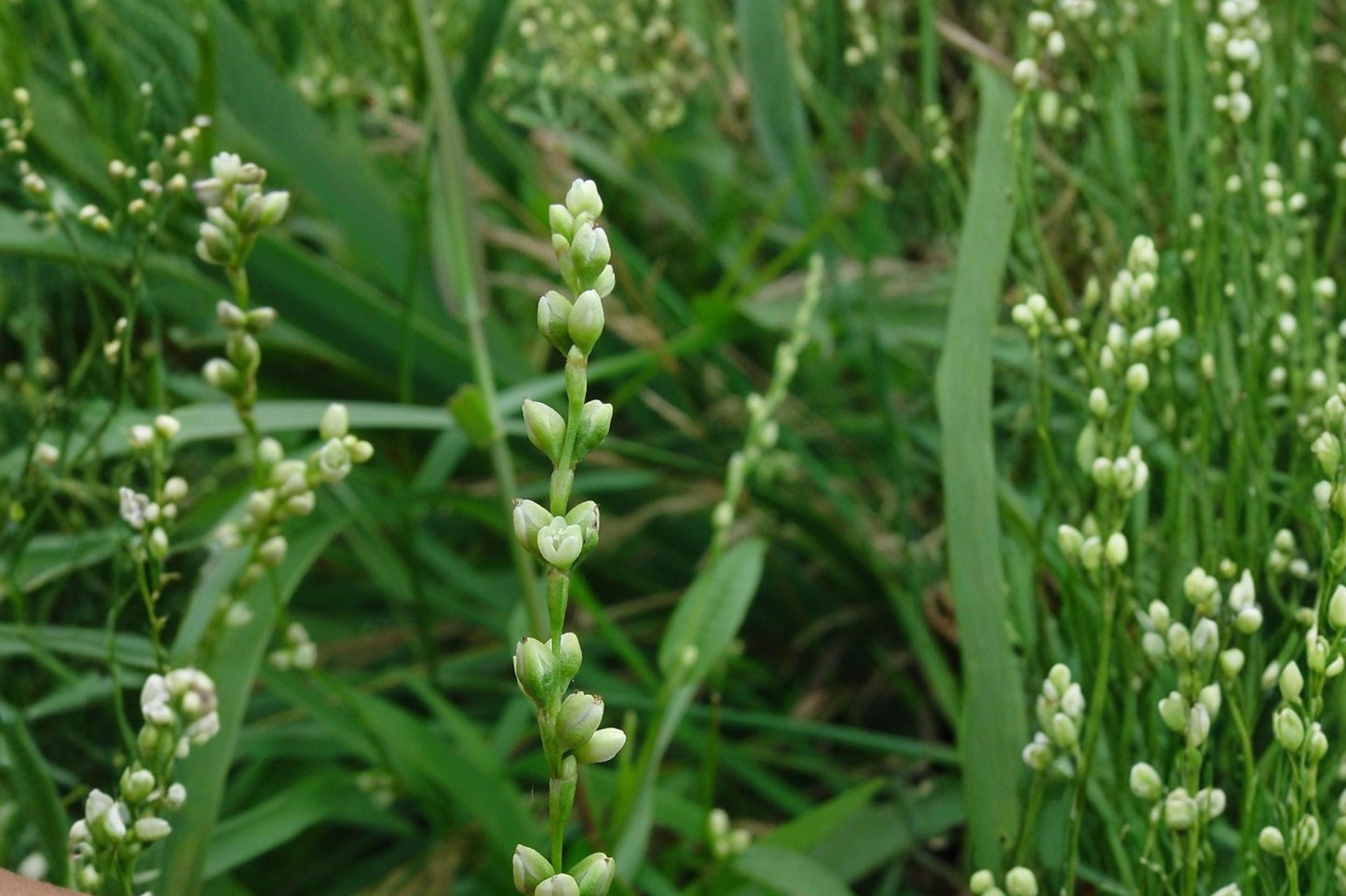 Smartweed Seeds – Persicaria punctata Wildflower, Pink Small Flower Spikes, Moisture-Loving Annual Plant Seed