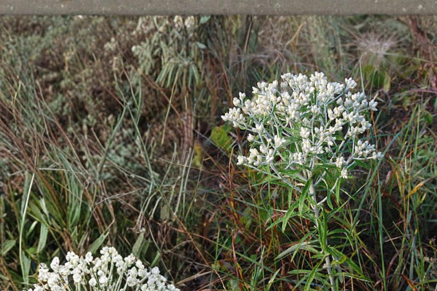 Sweet Everlasting Seeds – Pseudognaphalium obtusifolium Wildflower, White Papery Blooms, Silvery Foliage, Native Pollinator Plant