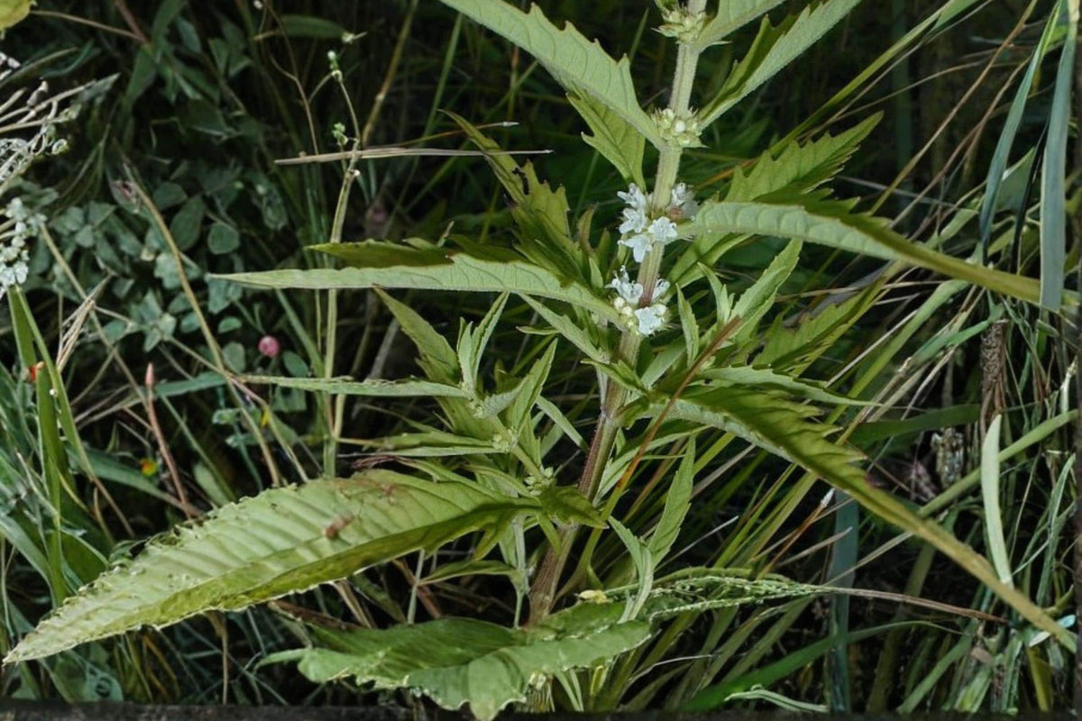 American Bugleweed Seeds – Lycopus americanus – Perennial Wetland Plant with White to Pale Purple Flowers, Serrated Foliage, Moist Soil Tolerance