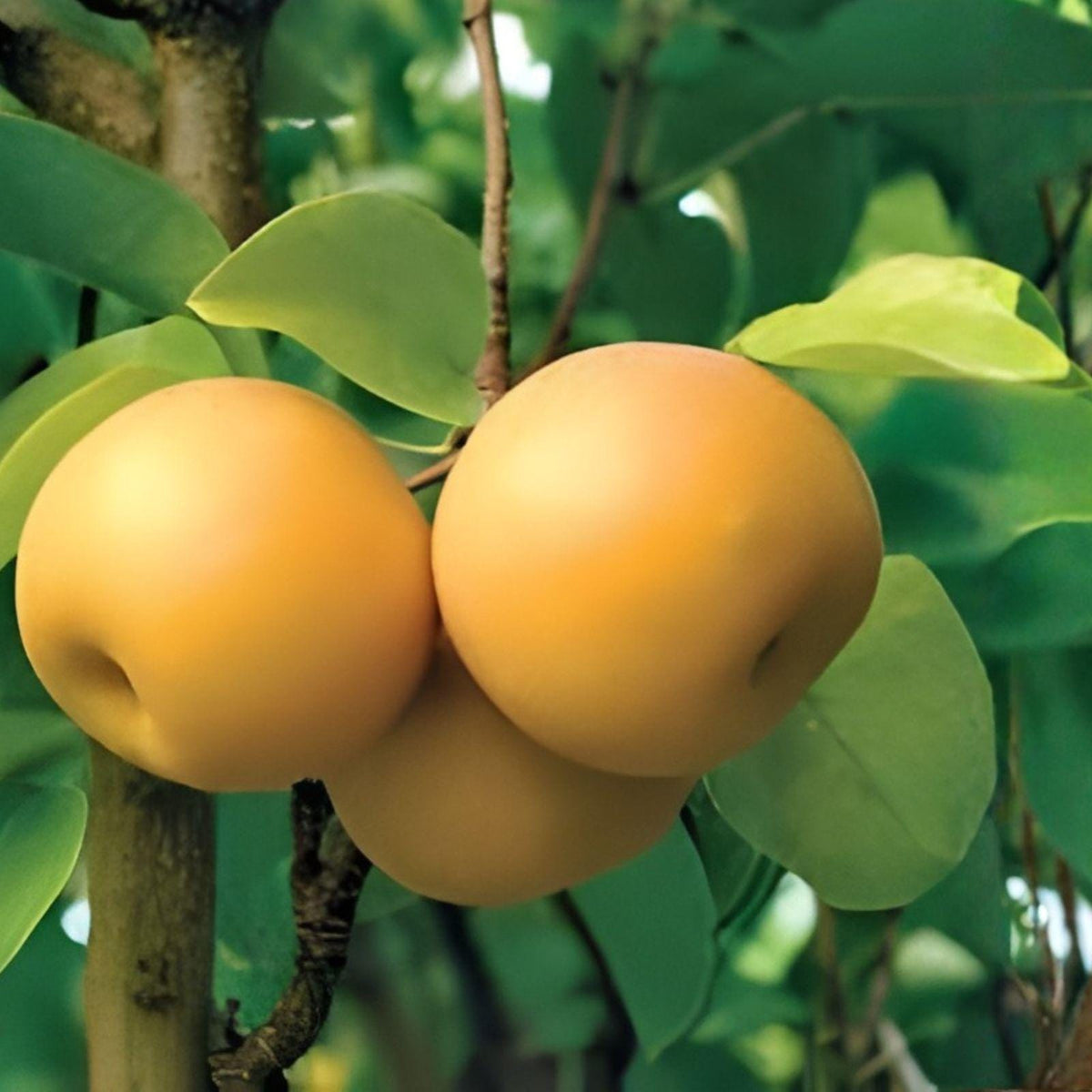 Hosui Asian Pear Cutting – Rare Nashi Pear Tree Grafting Scion for Home Orchard, Juicy, Crisp, Pyrus pyrifolia