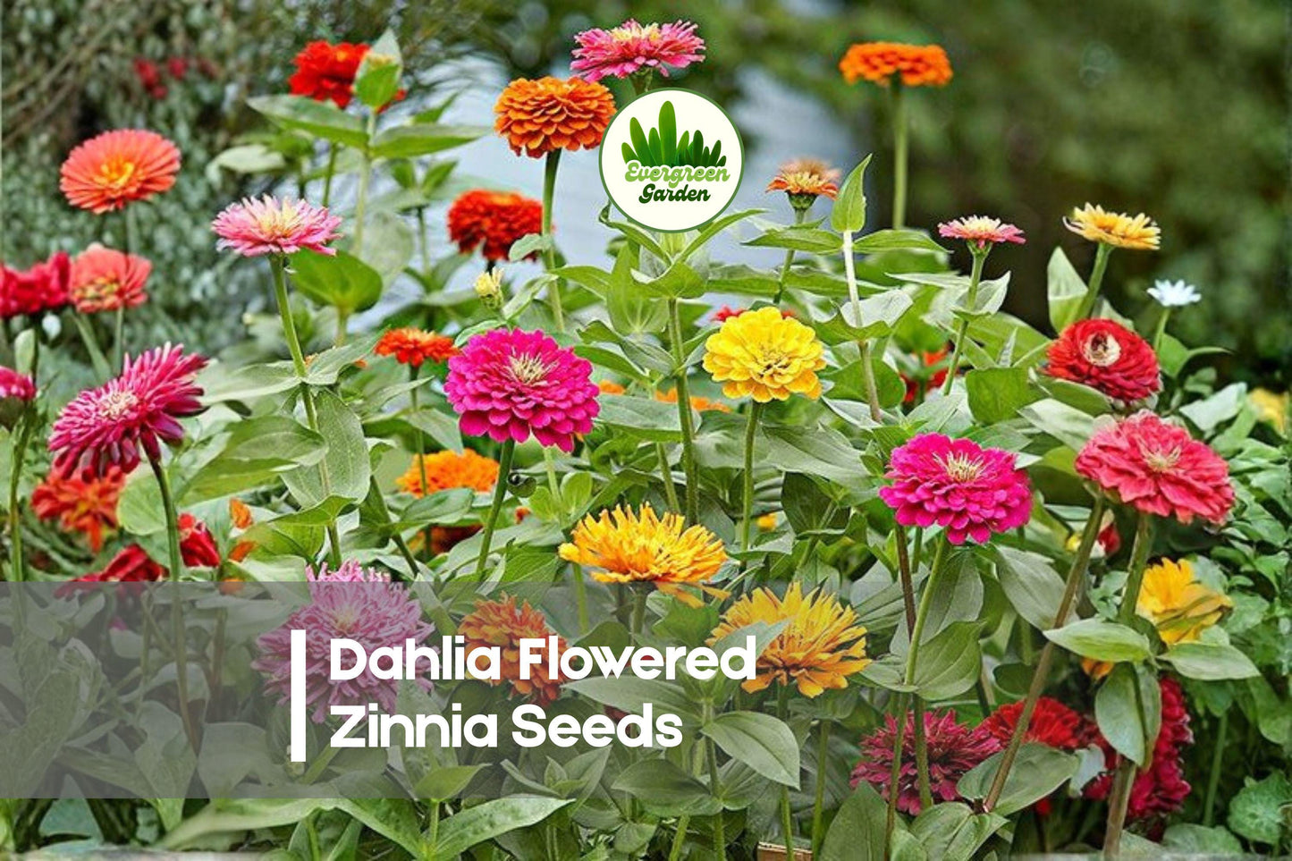 Dahlia Flowered Zinnia Seeds – Bright Color, Tall Annual, Zinnia elegans for Borders, Cut Flowers & Pollinator Gardens