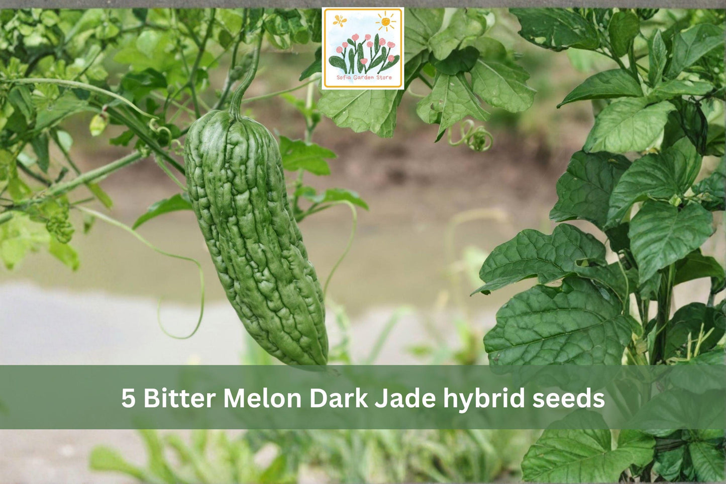 Bitter Melon Seeds Dark Jade Hybrid – Asian Gourd Vegetable, Climbing Vine, Momordica charantia, 5 Seeds