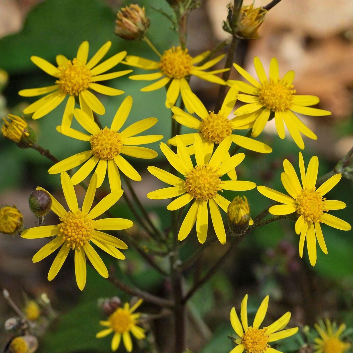 Golden Ragwort Seeds 75 Packera aurea Native Perennial Wildflower for Shade Gardens, Pollinator Plant
