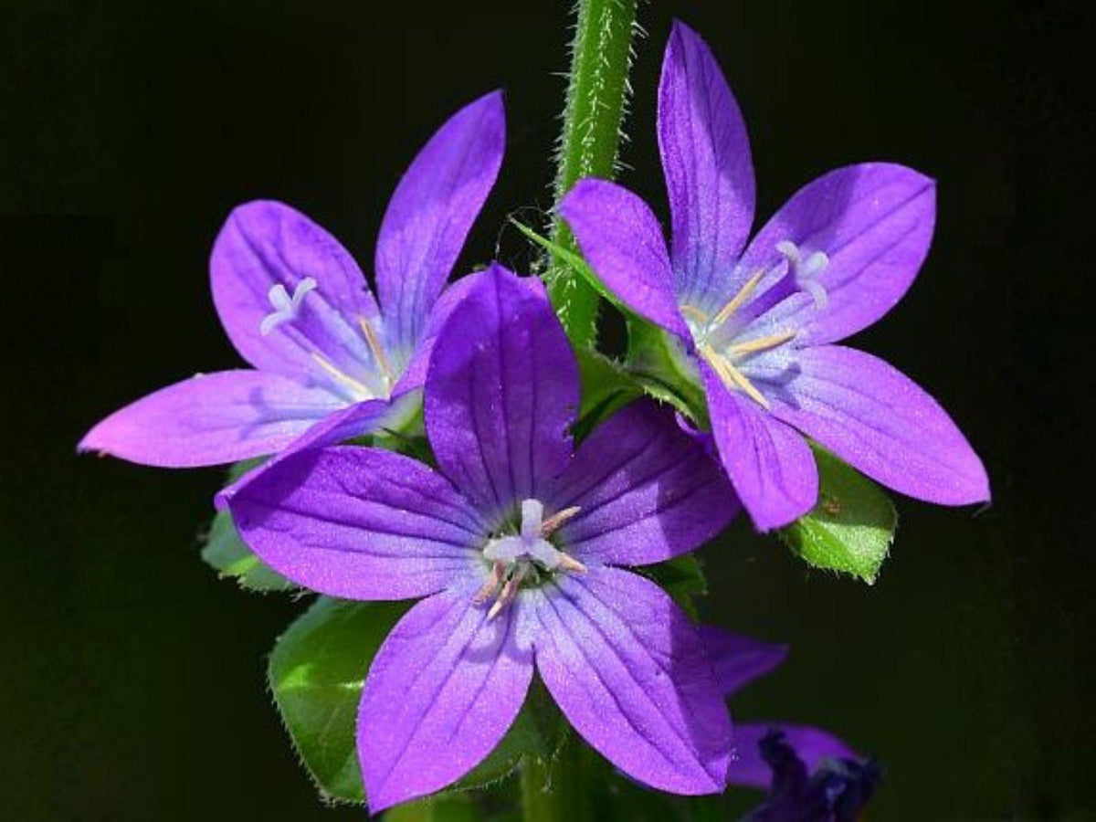 Venus' Looking Glass Seeds – Heirloom Non-GMO Wildflower Seeds – Triodanis perfoliata Native Garden Planting