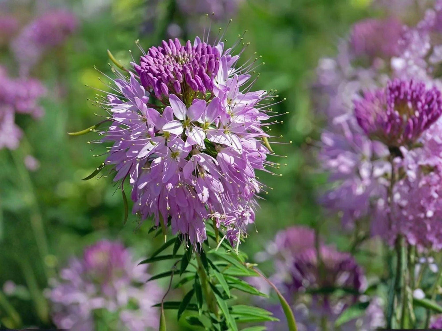Rocky Mountain Bee Plant Seeds – Heirloom Non-GMO Wildflower for Pollinator Gardens – Cleome serrulata, Native Wildflower, 75 Seeds