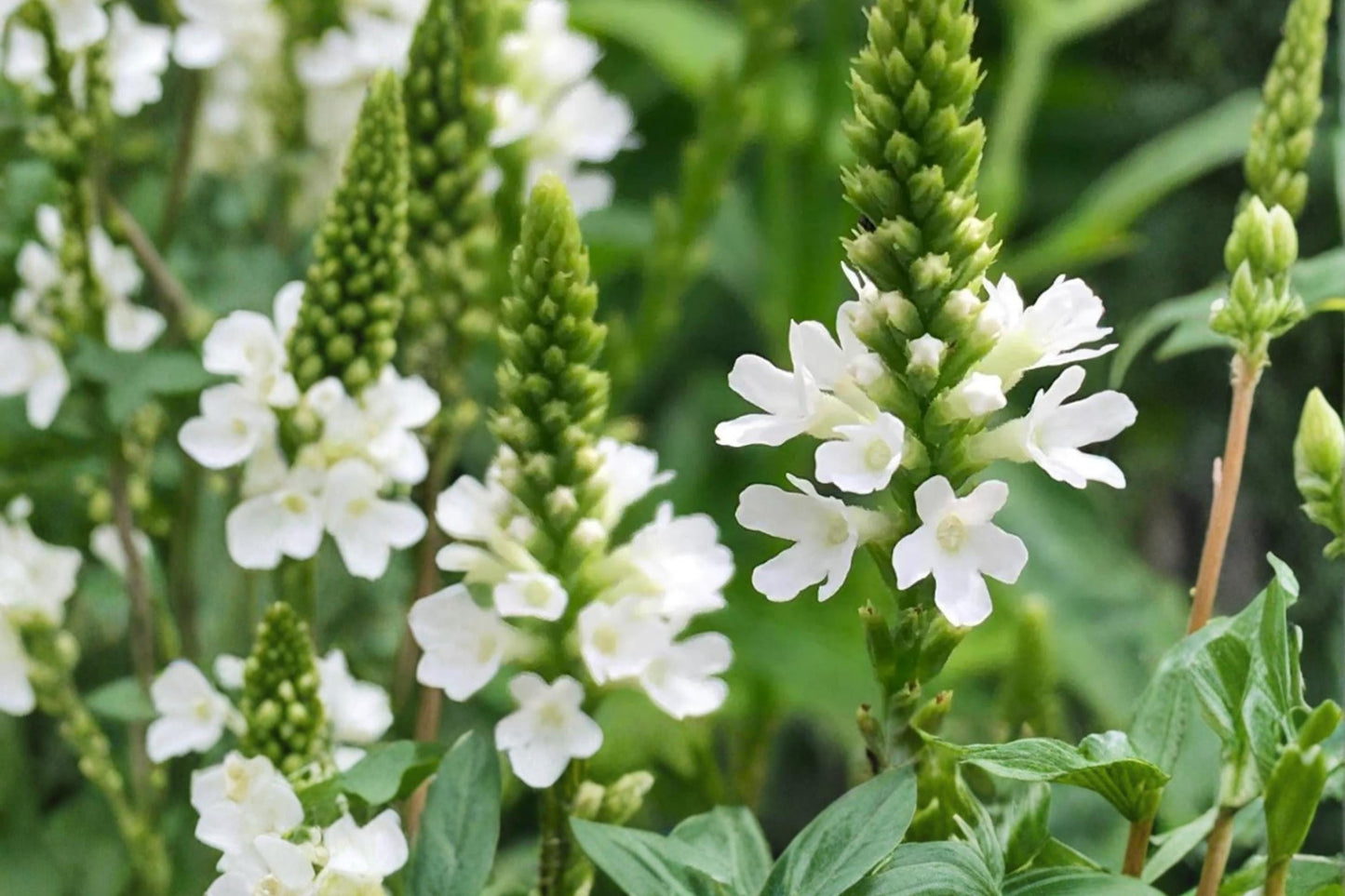 White Vervain Seeds – Verbena urticifolia Perennial Wildflower for Pollinators & Natural Landscapes