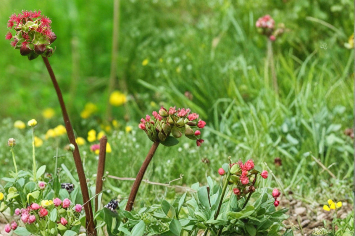 Small Burnet Seeds – Sanguisorba minor Perennial Herb with Green to Reddish Blooms, Drought Tolerant, Herb Garden, Natural Landscape