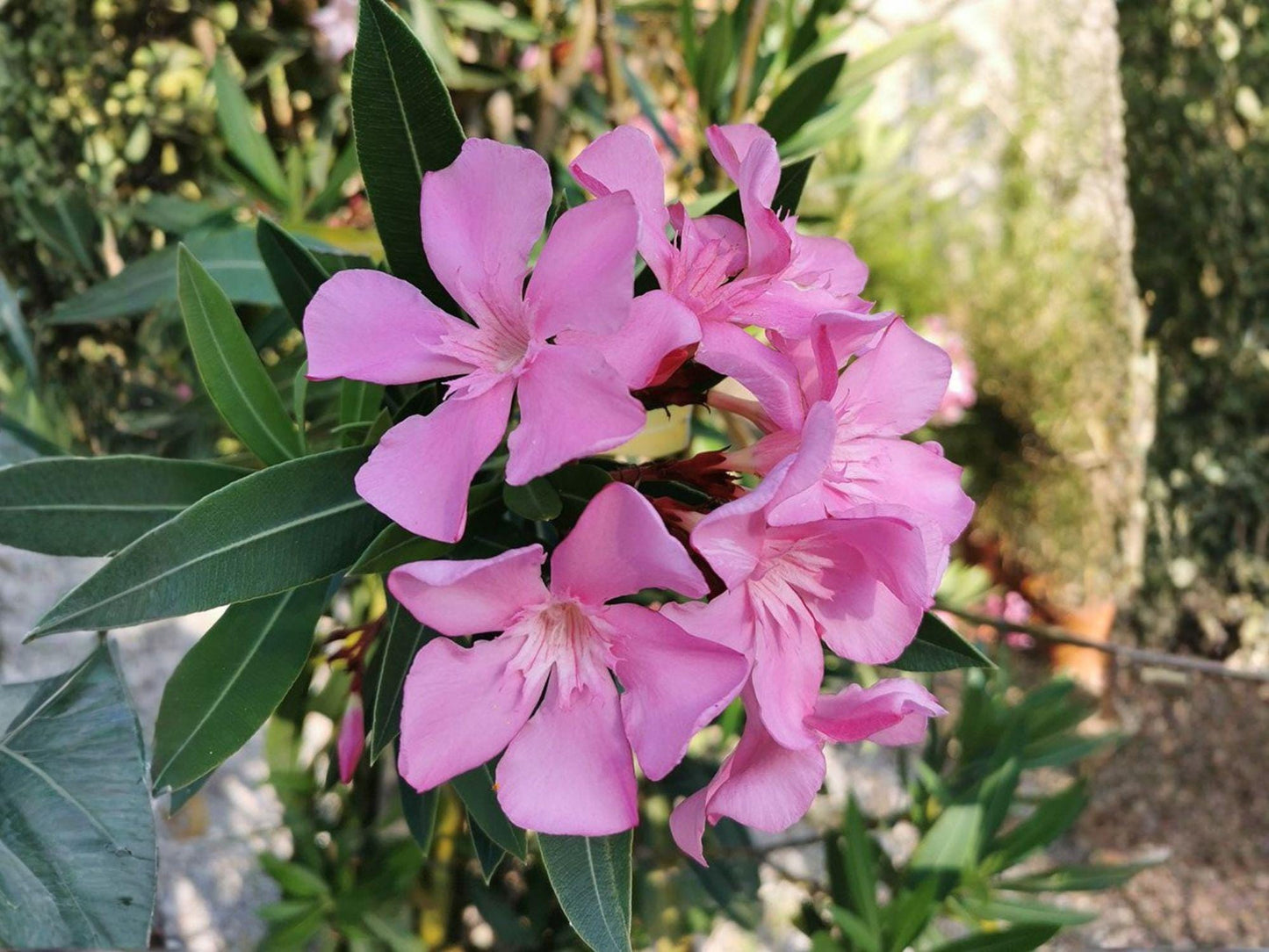 Nerium Oleander Seeds – Heirloom, Non-GMO Flowering Shrub for Gardens, Ornamental Landscape, Drought-Tolerant, Full Sun