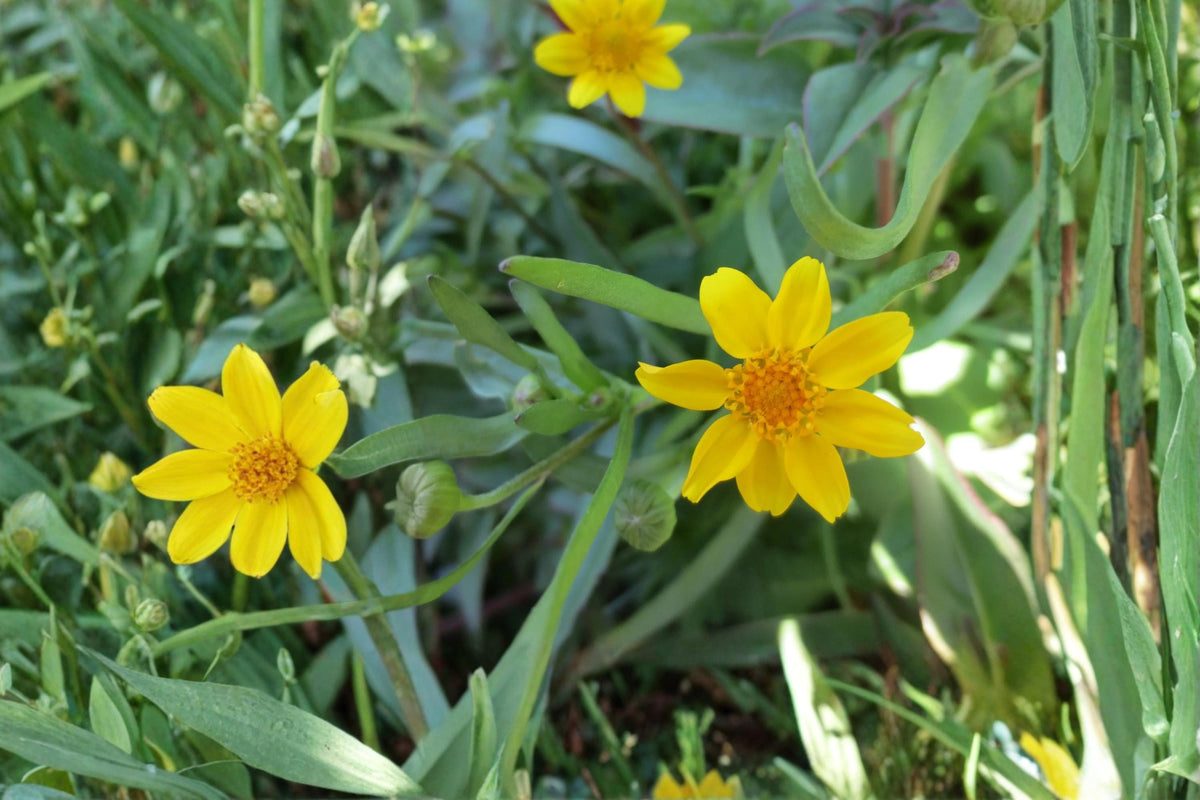 Yellowray Goldfields Wildflower Seeds – Lasthenia glabrata, Bright Yellow Daisy-Like Blooms, Annual Native Plant