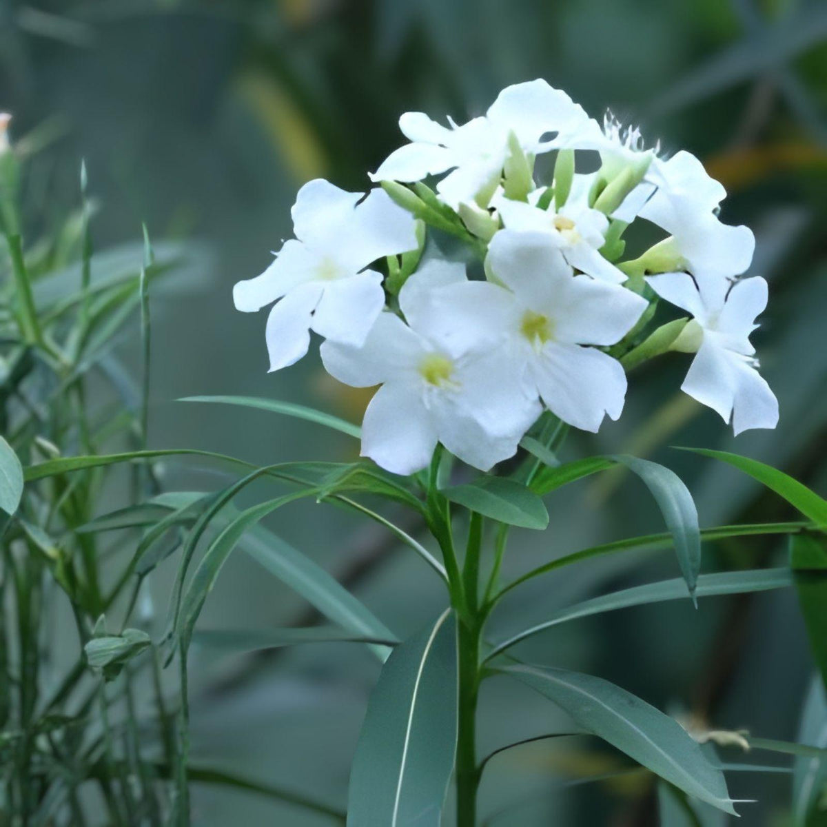 White Oleander Cuttings - Nerium oleander Evergreen Shrub, White Flowers, 7 Live Unrooted Cuttings