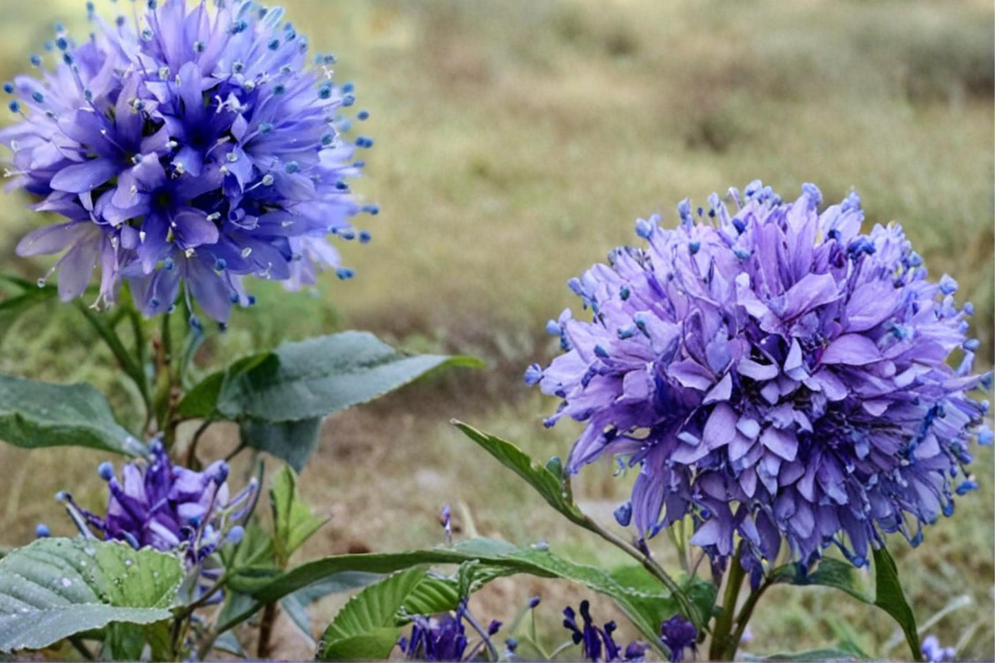 Globe Gilia Seeds – Gilia capitata Wildflower, Blue to Lavender, Annual, Pollinator-Friendly, Native Garden Plant