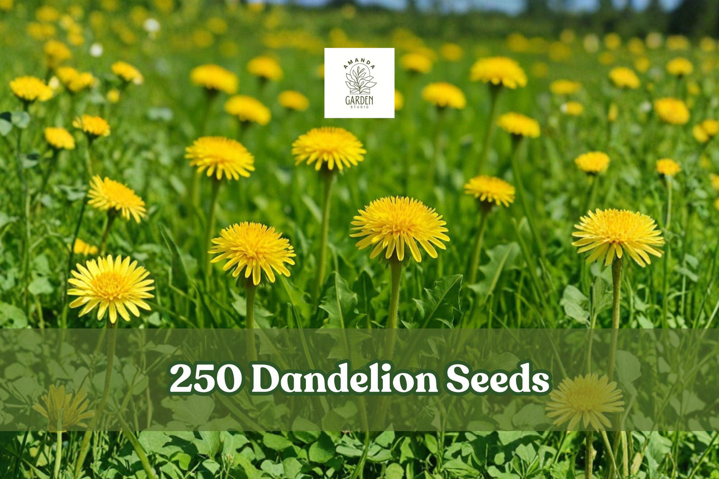 Dandelion Seeds Pack of 250 | Taraxacum officinale Yellow Flower | Hardy Perennial Herb for Garden & Herb Planting