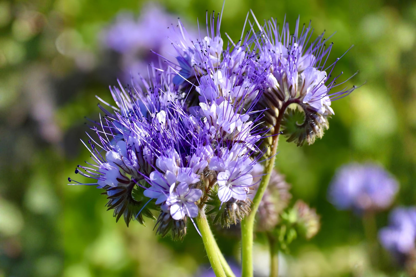 Lacy Phacelia Seeds (100) – Bee & Pollinator Wildflower, Fast-Growing Lavender-Blue Blooms, Phacelia tanacetifolia