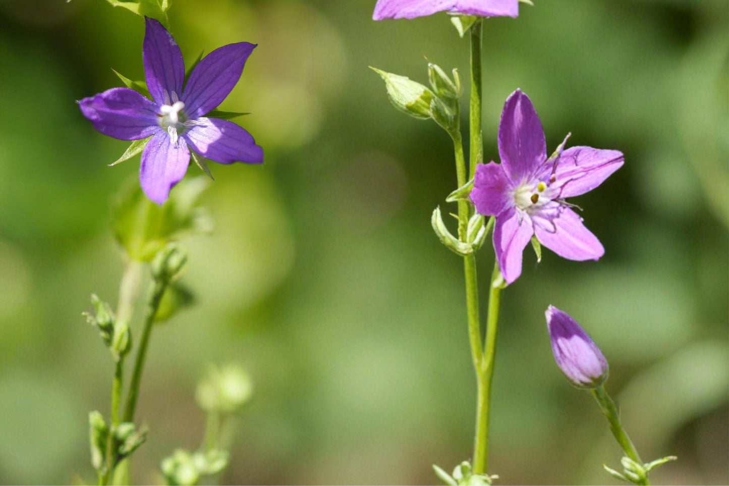 Venus Looking Glass Seeds – Triodanis perfoliata – Violet-Blue Wildflower for Pollinator Gardens and Natural Landscapes