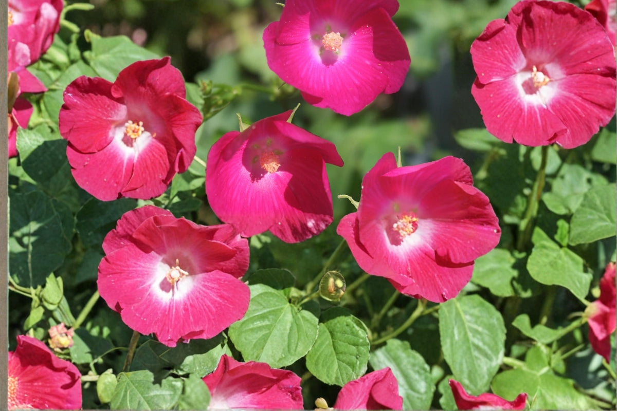Bush’s Poppy Mallow Seeds – Callirhoe bushii Perennial Wildflower with Magenta to Rose Cup-Shaped Blooms