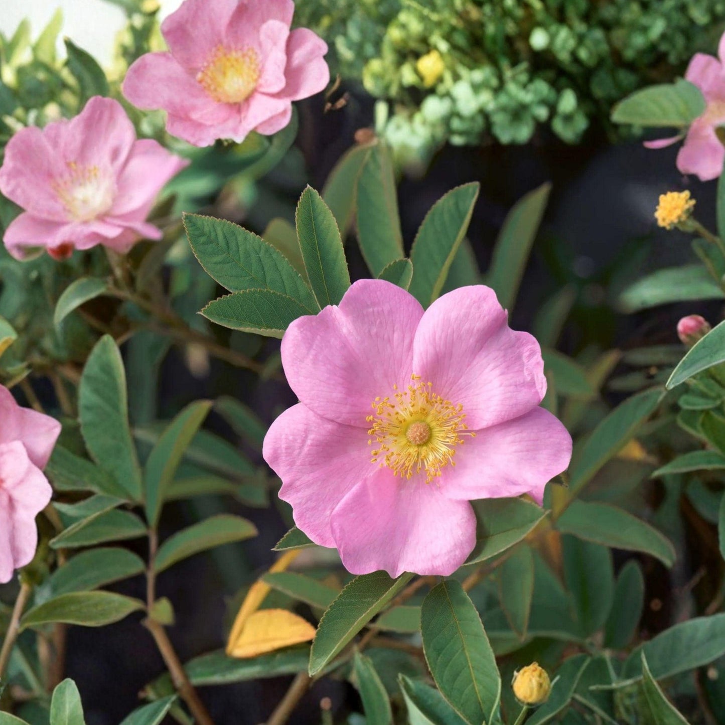 Swamp Rose Seeds Rosa palustris Native Pink Wild Shrub Wetland Garden Plant, 10 Seeds