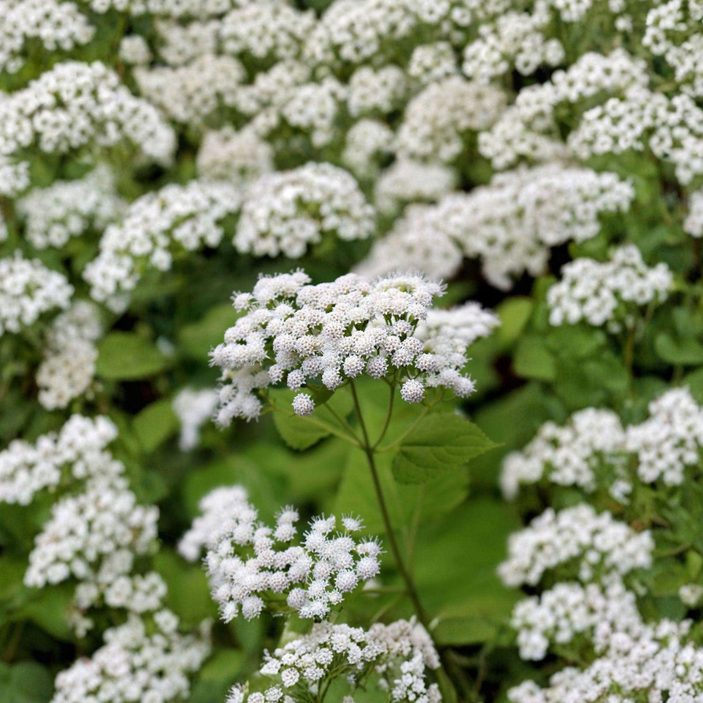 White Snakeroot Seeds 100 Pack | Native Woodland Wildflower | Pollinator Plant | Ageratina altissima