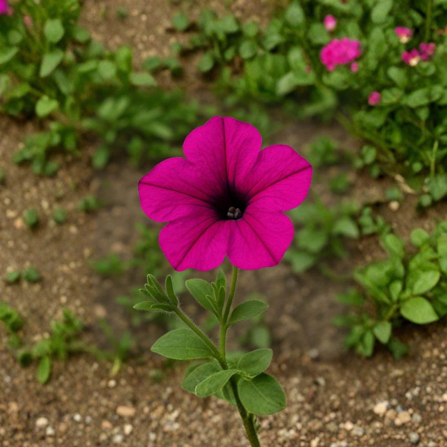 Wild Petunia Seeds, Purple Flower, Pollinator Garden, Petunia violacea, 100 Seeds