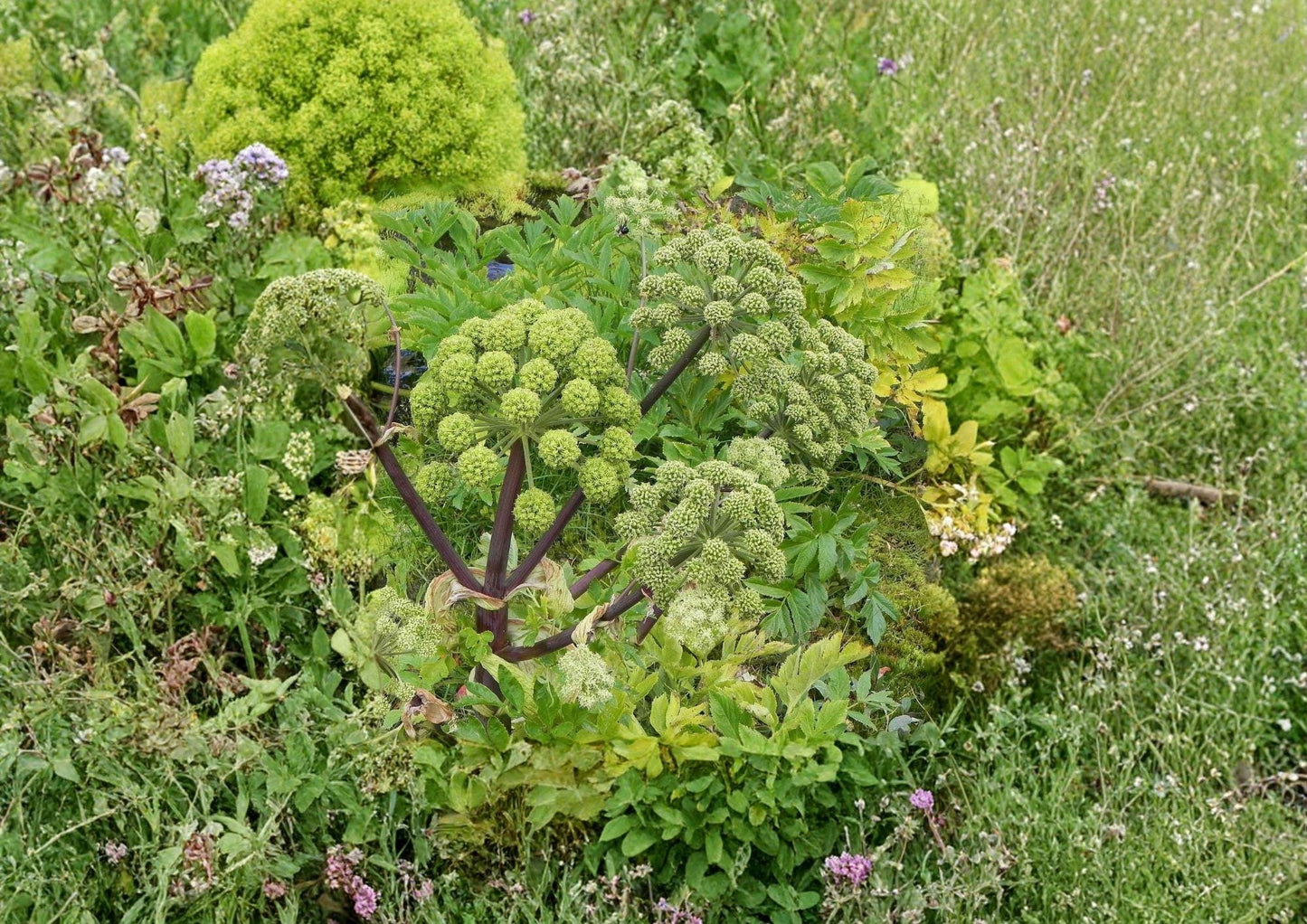 Angelica Holy Ghost Seeds - Heirloom Non-GMO Biennial Herb, Culinary & Medicinal Angelica archangelica, Fragrant Licorice Aromatic Plant