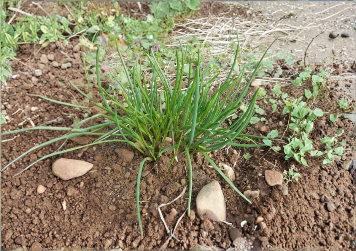 Chives Seeds 250 Allium schoenoprasum Non-GMO Perennial Herb for Kitchen Garden, Culinary, Green Onion Plant