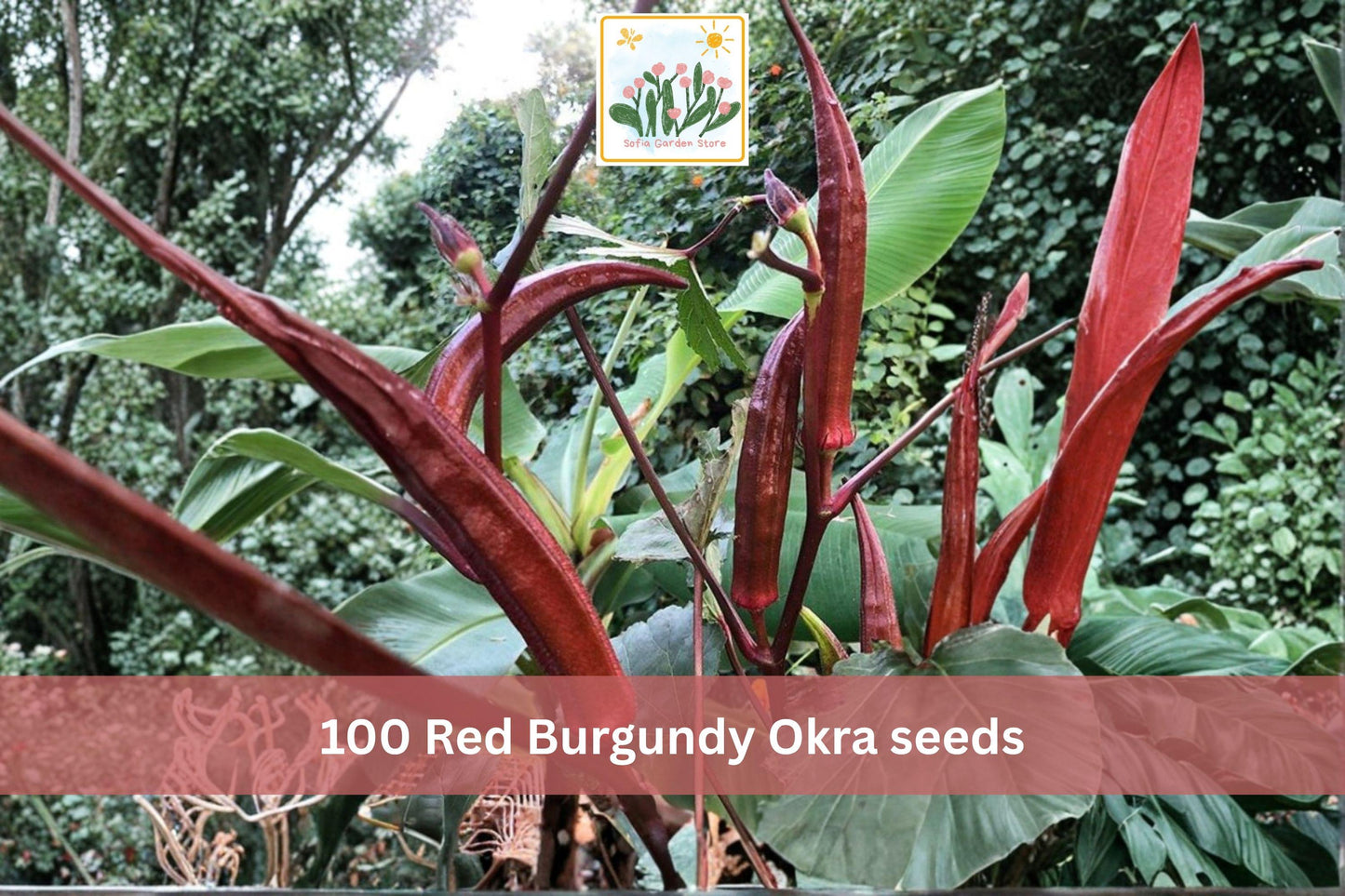 Red Burgundy Okra Seeds – Heirloom Red Pod Vegetable, Fruiting Plant, Abelmoschus esculentus, Garden Seeds, 100 Pack