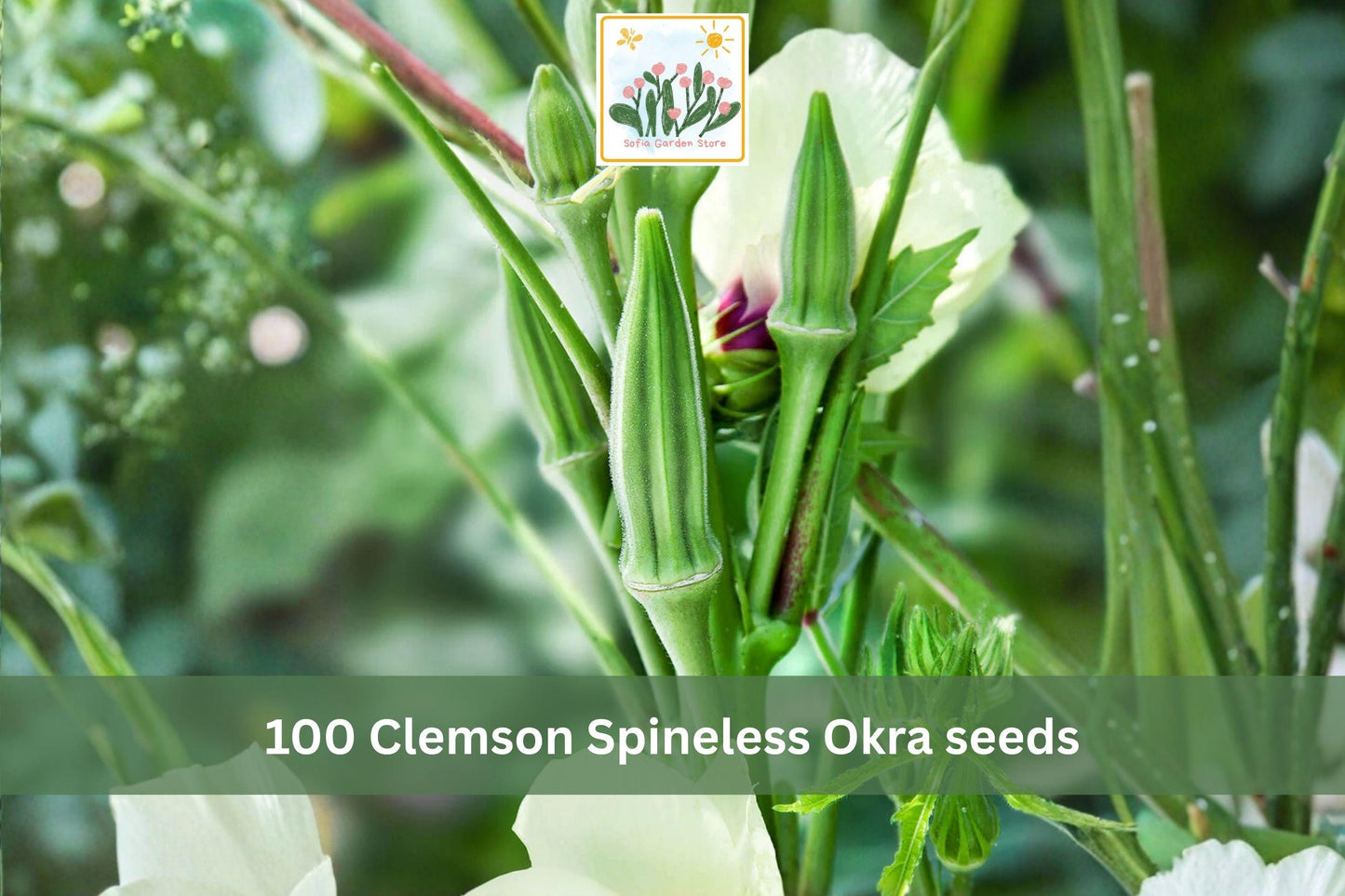 Clemson Spineless Okra Seeds – Heirloom Vegetable Seeds for Garden, Container, or Raised Bed Planting, Abelmoschus esculentus, 100 Seeds