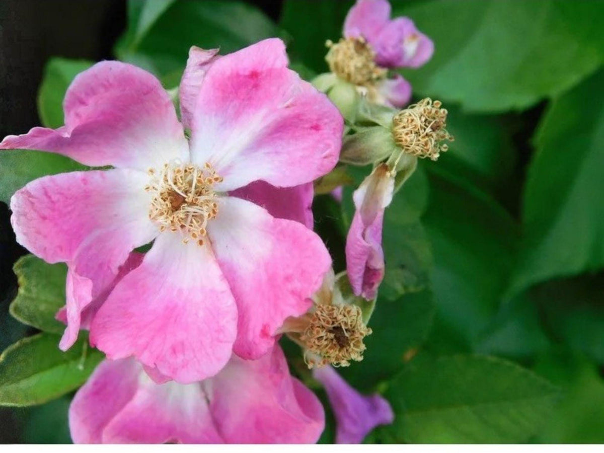 Rosa setigera Illinois Rose Seeds – Heirloom Native Climbing Rose for Garden, Fence, Trellis, Pollinator-Friendly, 30 Seeds