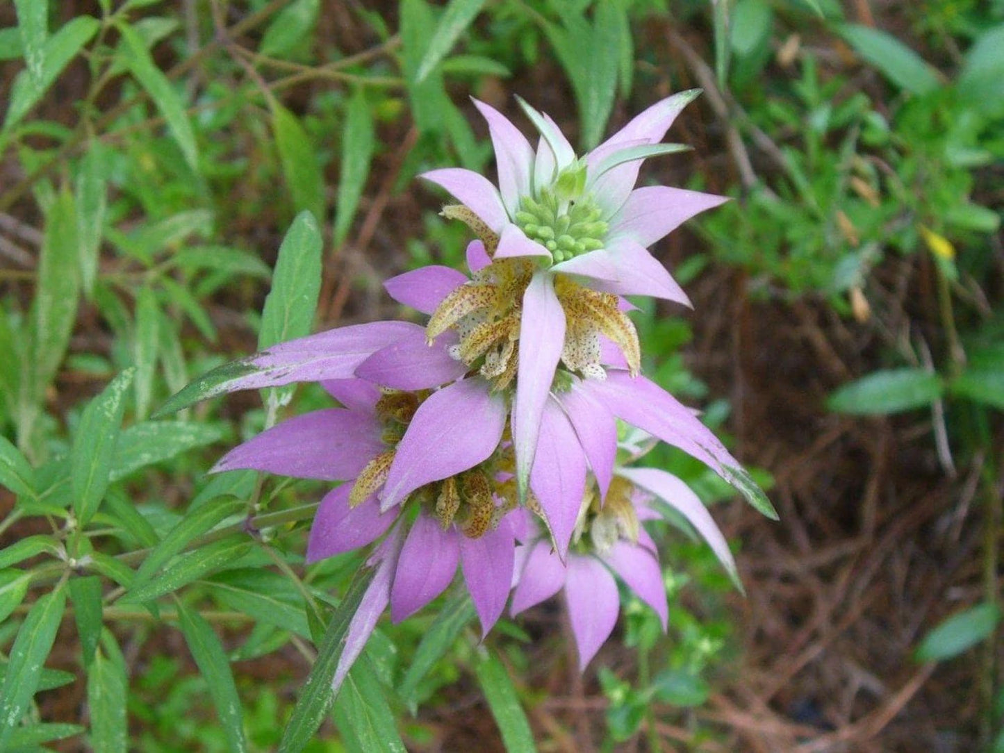 Spotted Bee Balm Seeds – Heirloom Non-GMO Pollinator Wildflower – Monarda punctata Native Plant for Gardens
