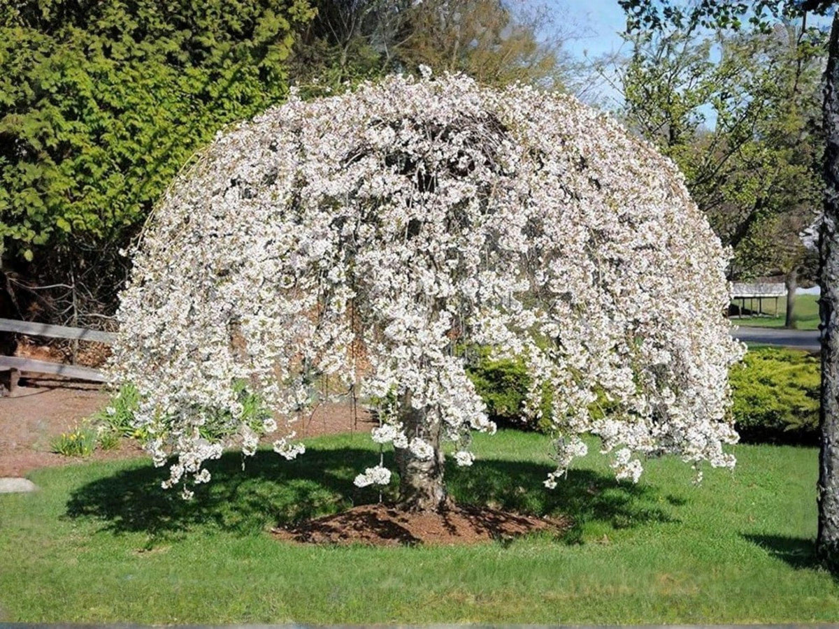 Weeping Yoshino Cherry Tree – 1 Ft Ornamental Flowering Prunus yedoensis Garden Plant