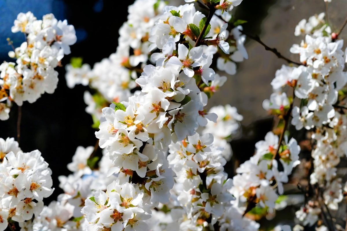 Nanking Cherry Seeds, Hardy Fruit Shrub with Pink Blossoms & Red Cherries, Prunus tomentosa, Edible Garden & Wildlife Habitat Plant